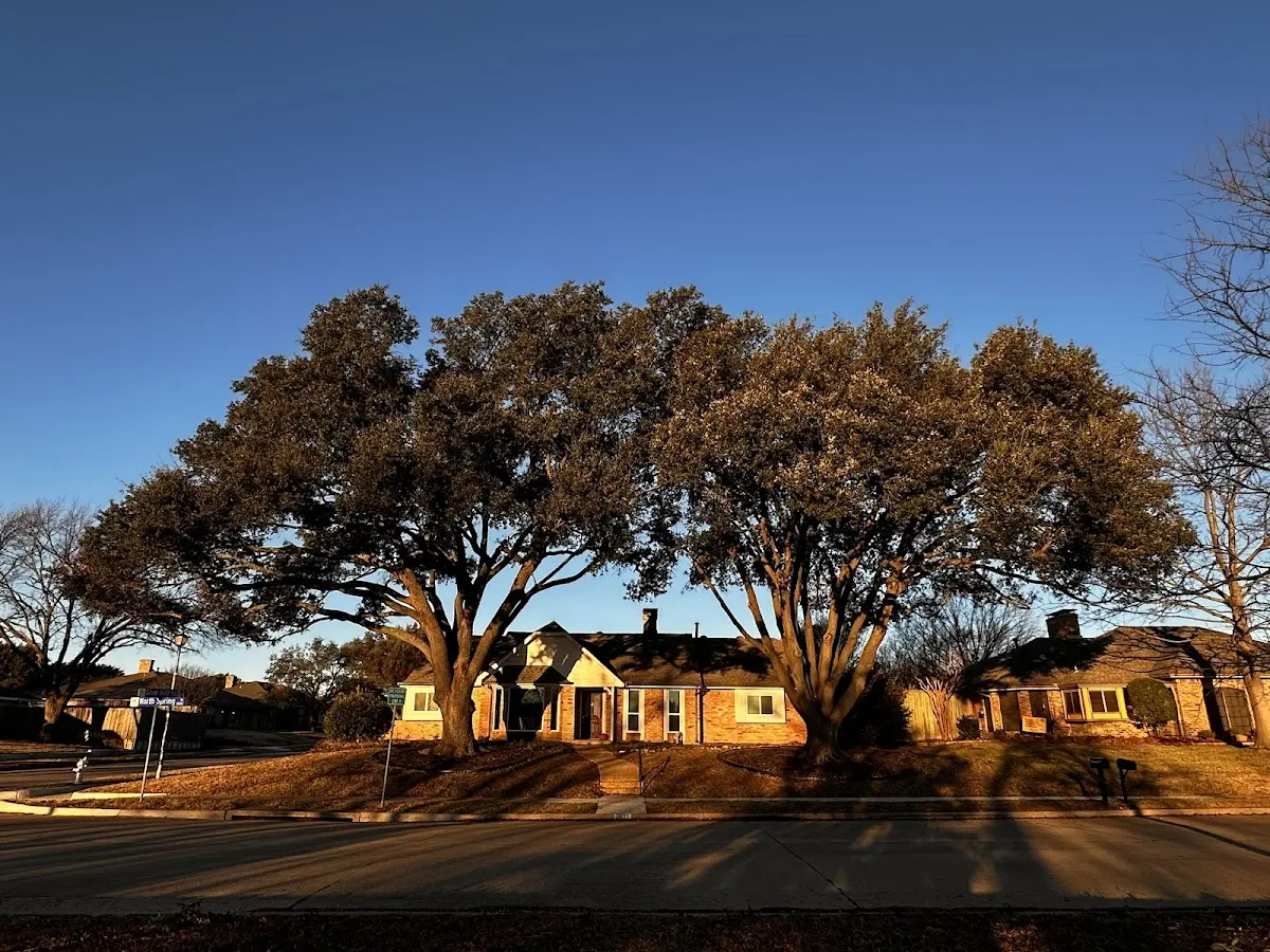 Established residential canopy tree shading a home in Courtland